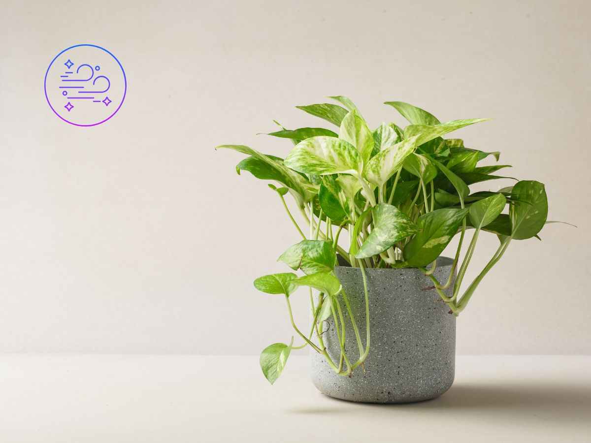 plante pothos