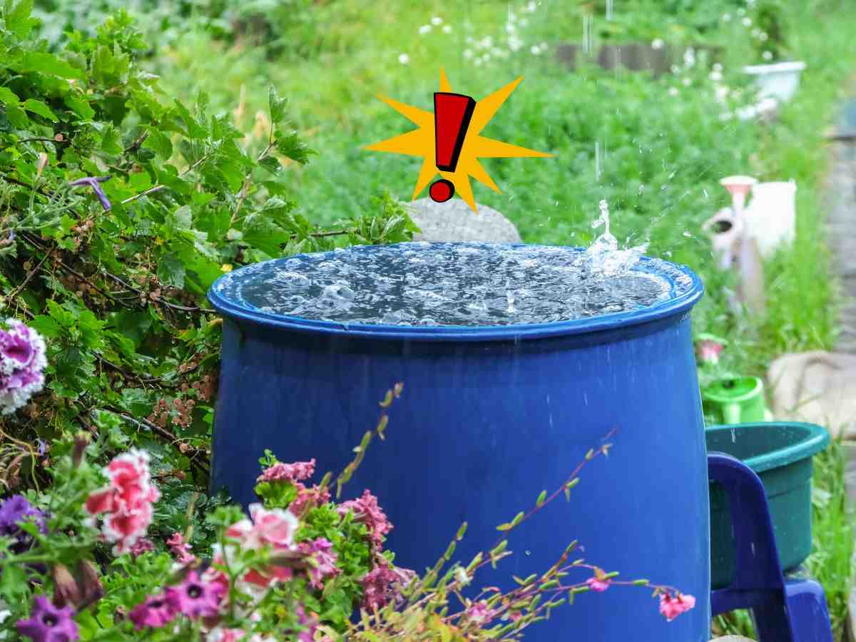 récupérer l’eau de pluie
