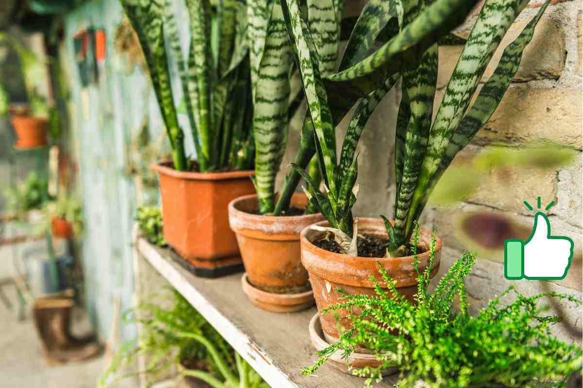 Feuilles de Sansevieria en gros plan, vert profond et texture graphique