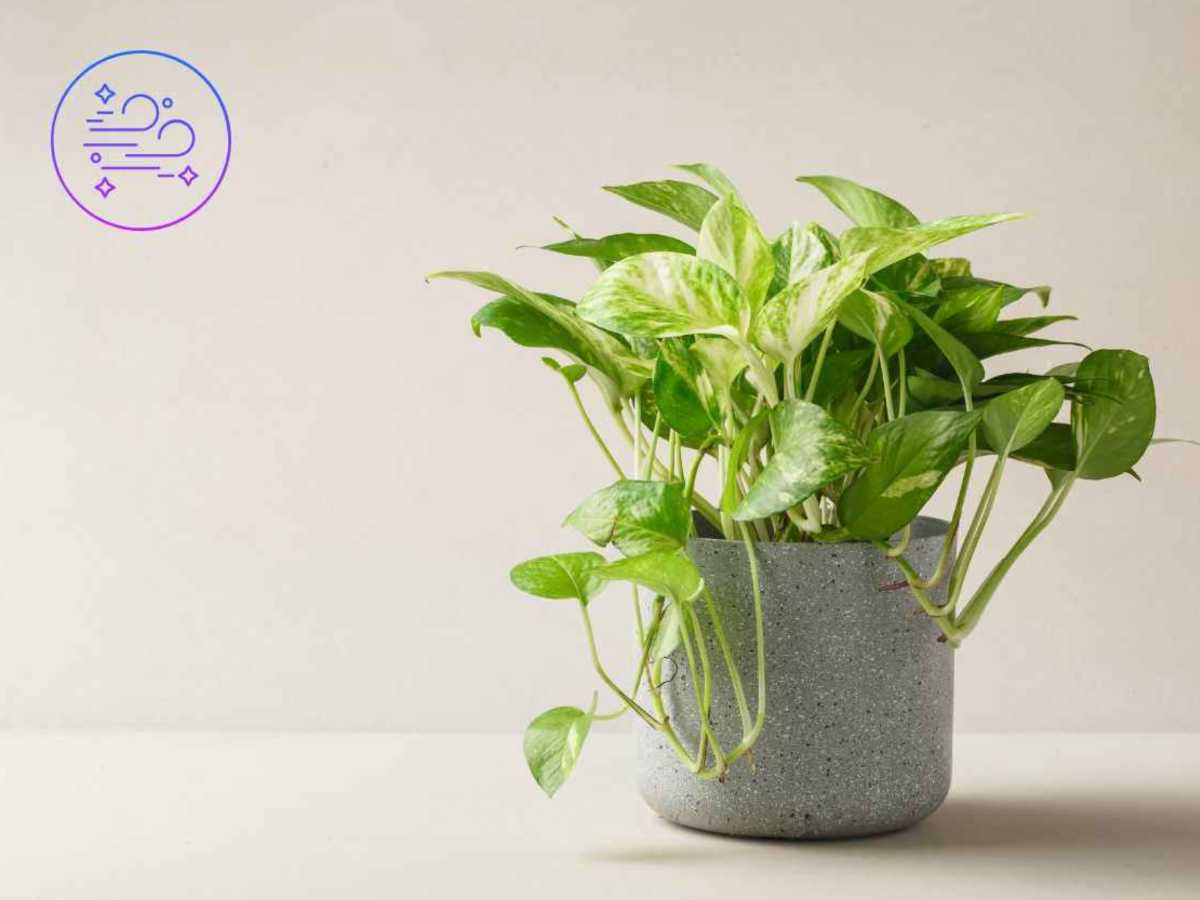 plante pothos 