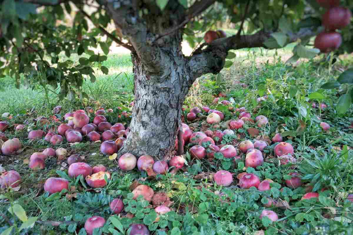 pommier avec des pommes tombées au sol